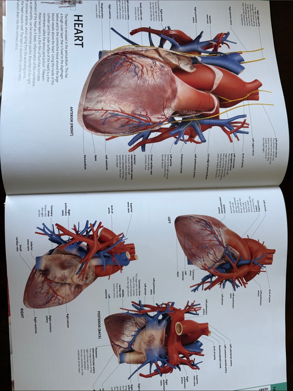 Human Anatomy - Picture 3 of 4